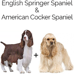 Sprocker Spaniel Dog